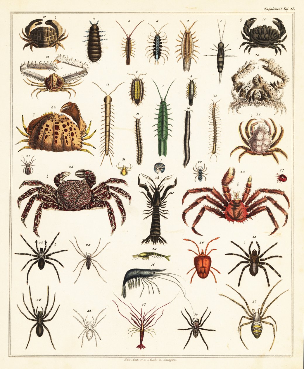 Varianter af krabber og edderkopper., 1841 (litografi) af Unbekannter Künstler