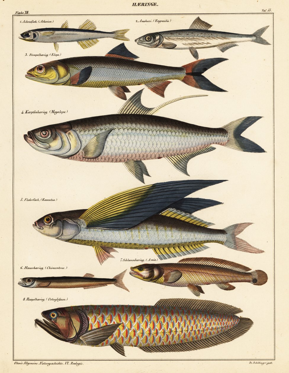 Sorter af fisk., 1841 (litografi) af Unbekannter Künstler