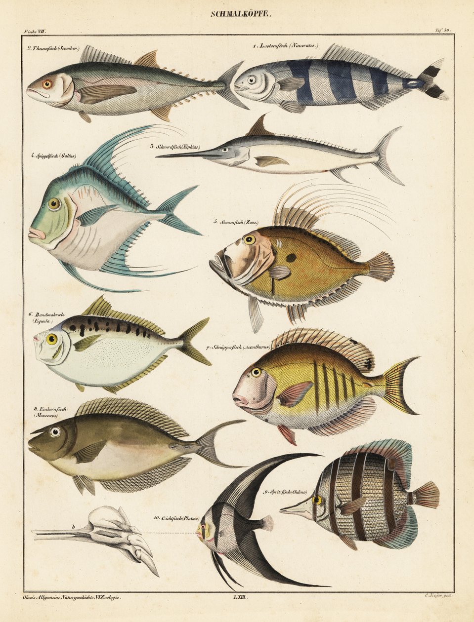 Sorter af fisk., 1841 (litografi) af Unbekannter Künstler