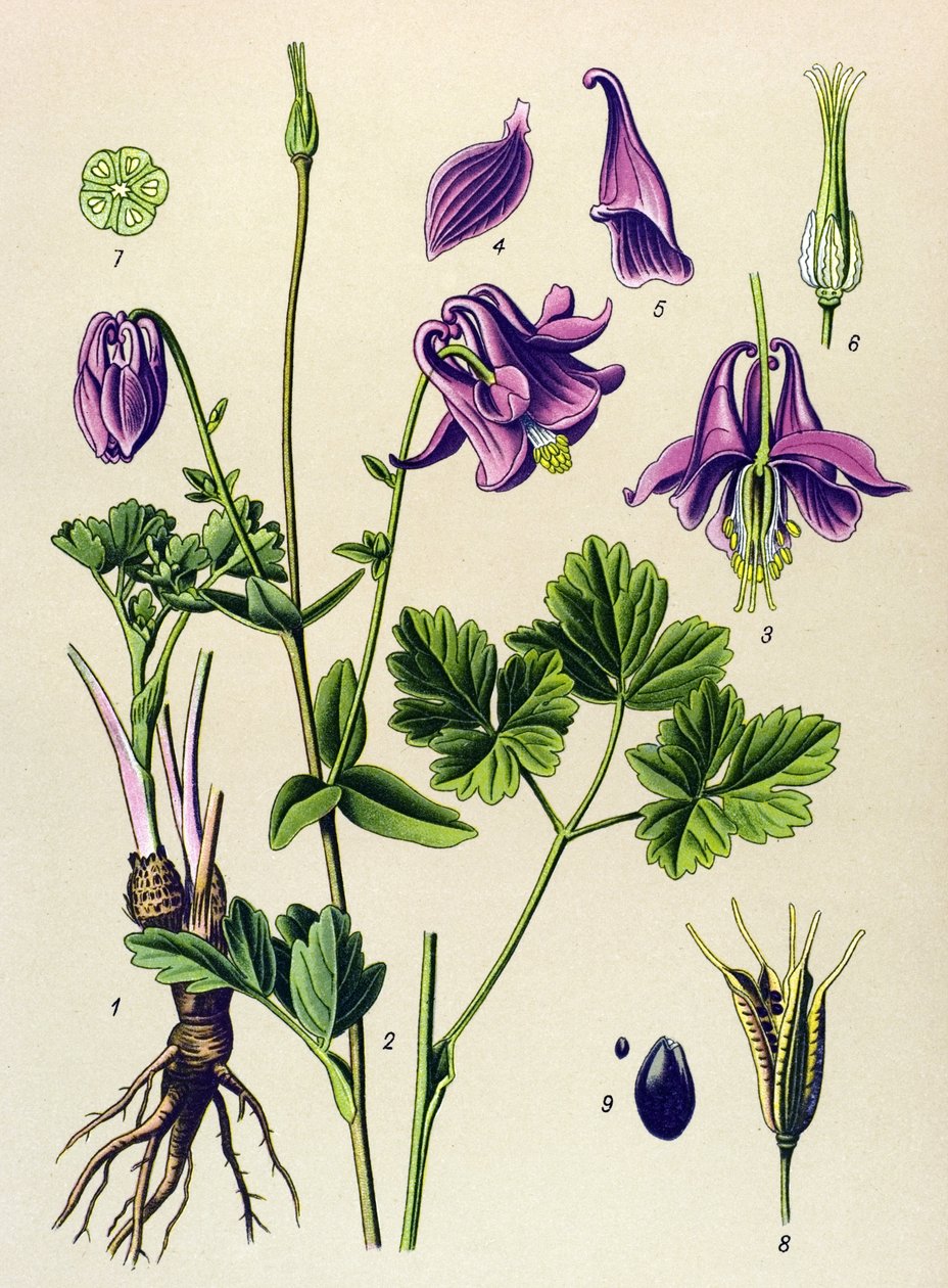 Venenøs plante (giftig): Almindelig ancolia (Aquilegia vulgaris) af Unbekannter Künstler