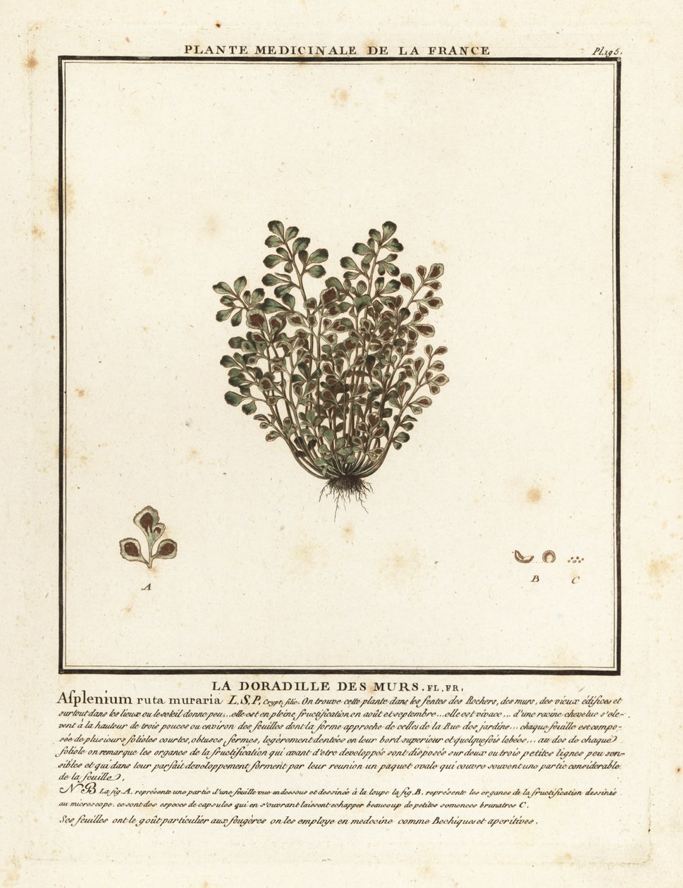 Wall-rue, Asplenium ruta-maria. af Unbekannter Künstler