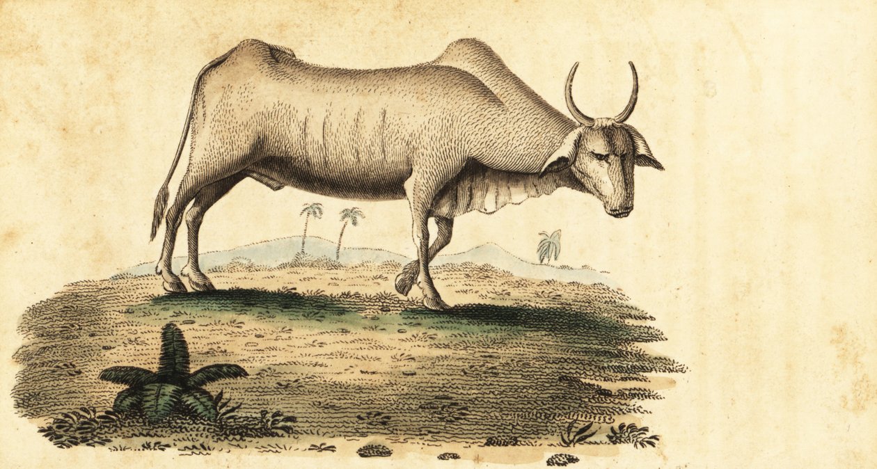 Vandbøffel, Bubalus bubalus., 1800 (gravering) af Unbekannter Künstler