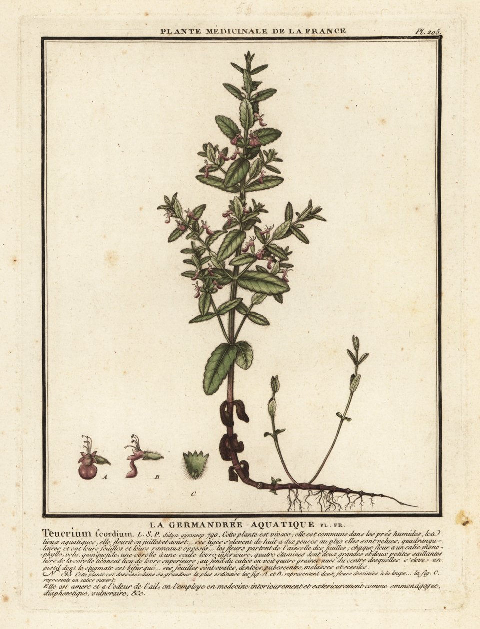 Vandgermand, Teucrium scordium. af Unbekannter Künstler