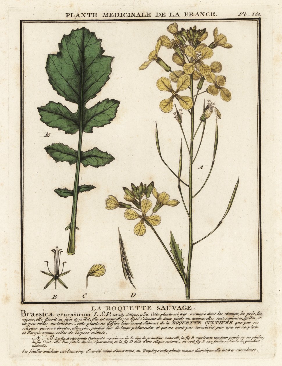Brøndkarsebladraket, Erucastrum nasturtiifolium. af Unbekannter Künstler