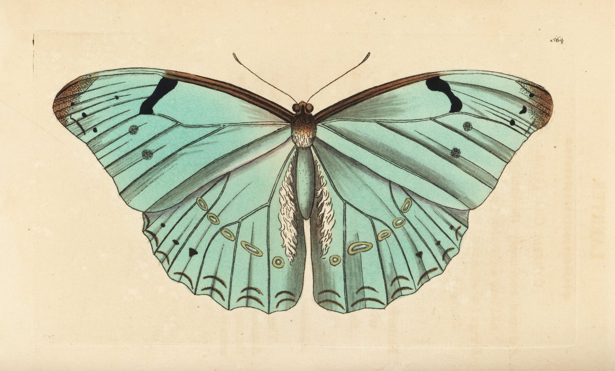 Hvid morpho, Morpho laertes af Unbekannt