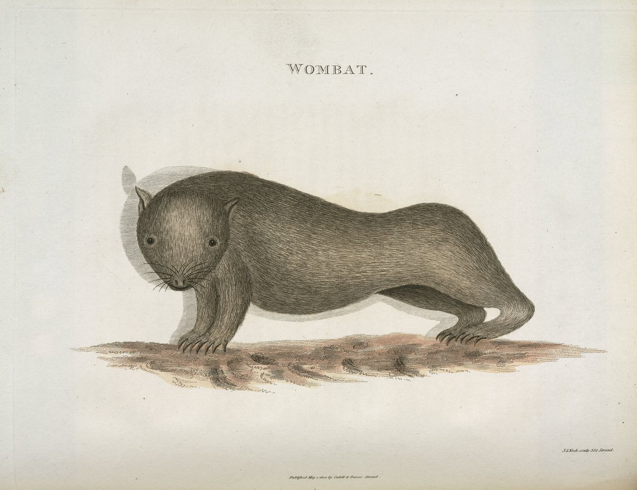 Wombat, Australien, ca. 1798 af Unbekannt