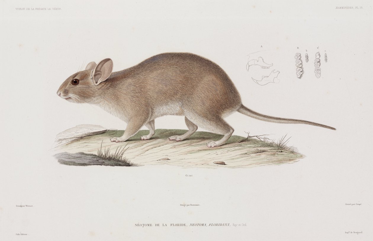 Woodrat, USA af Unbekannt
