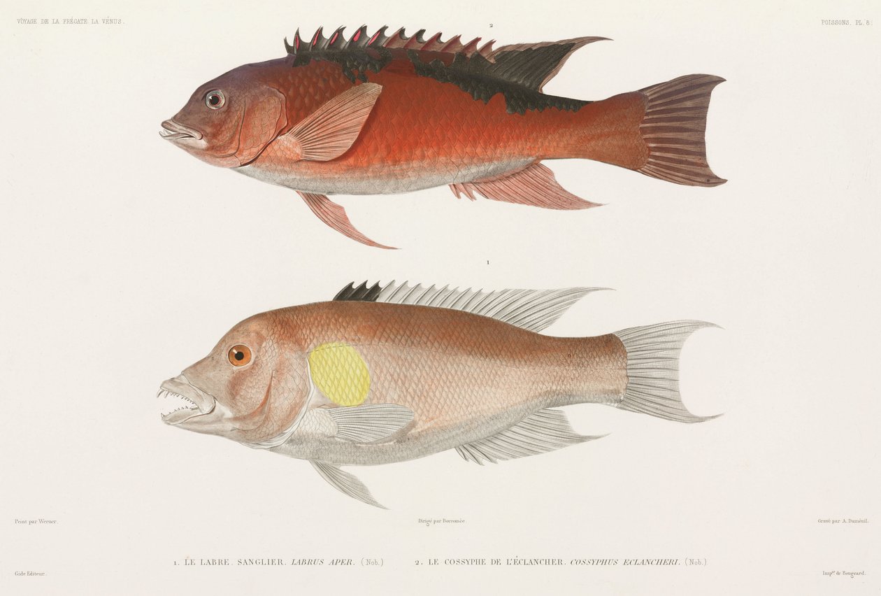 Wrasse af Unbekannter Künstler
