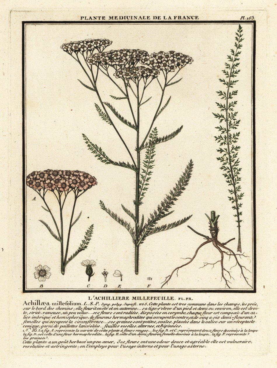 Røllike, Achillea millefolium. af Unbekannter Künstler