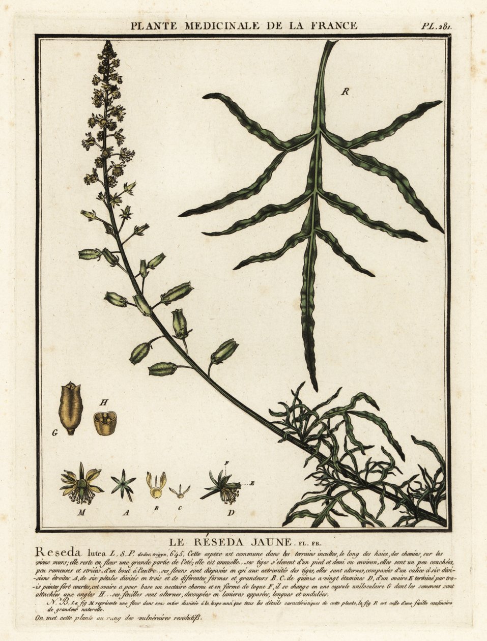 Gul mignonette, Reseda lutea. af Unbekannter Künstler
