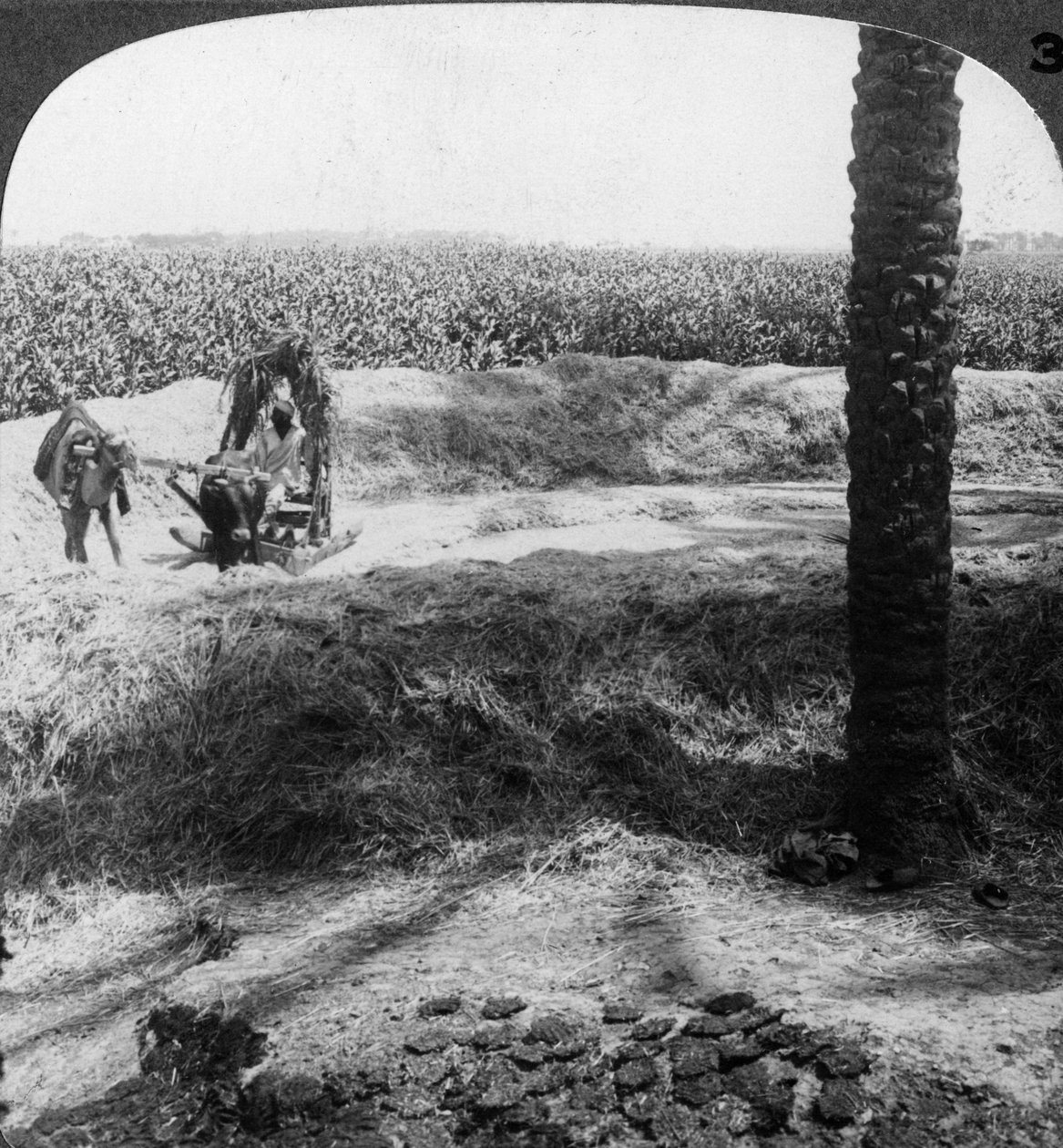Tærskning i Egypten, 1905. af Underwood and Underwood