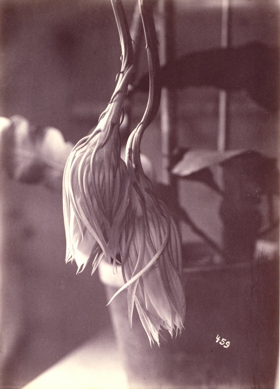 [Natblomstrende Cereus, lukket efter blomstring]. af Unidentified