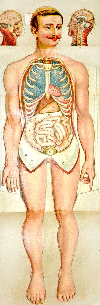 Human Anatomy fold-out uddannelsesmodel, ca. 1895 af Unknown
