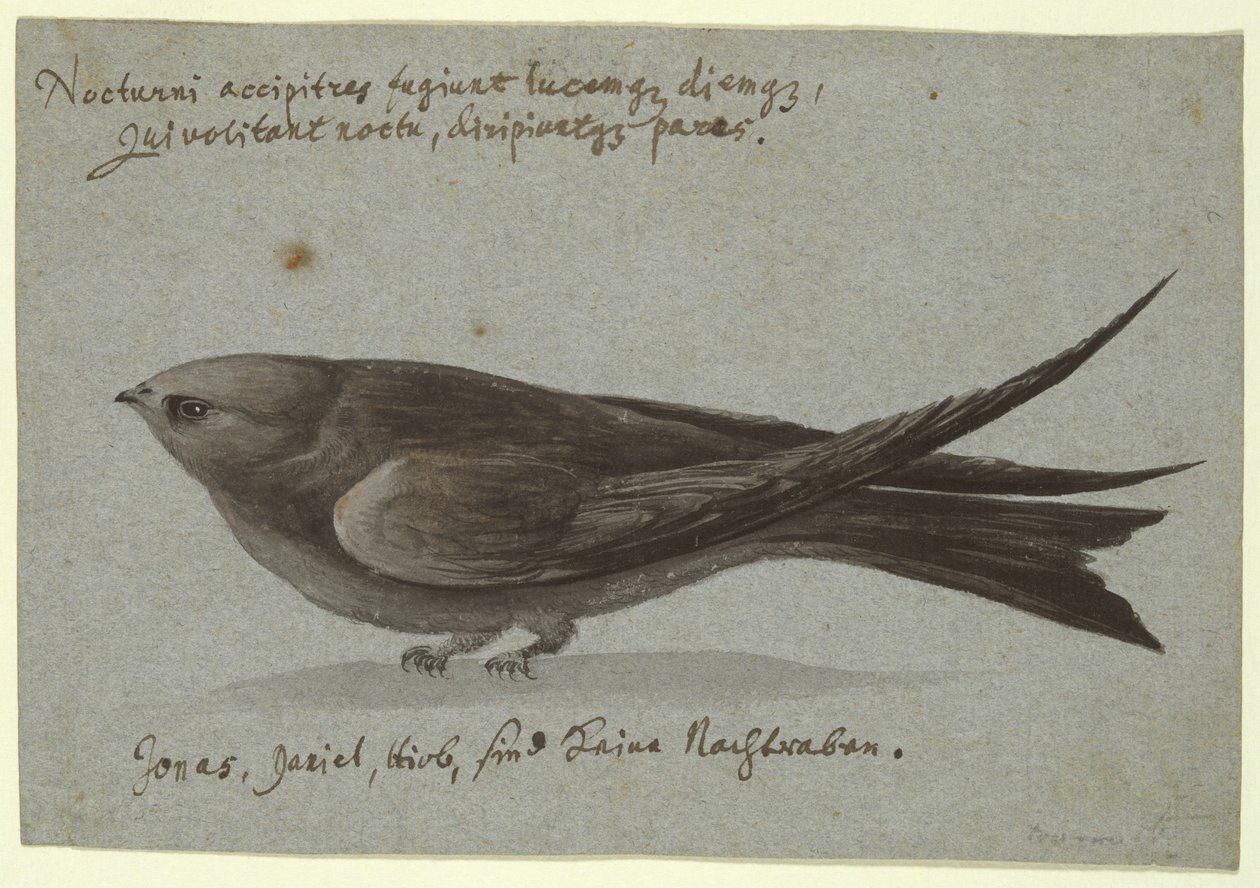 Nightjar af Unknown
