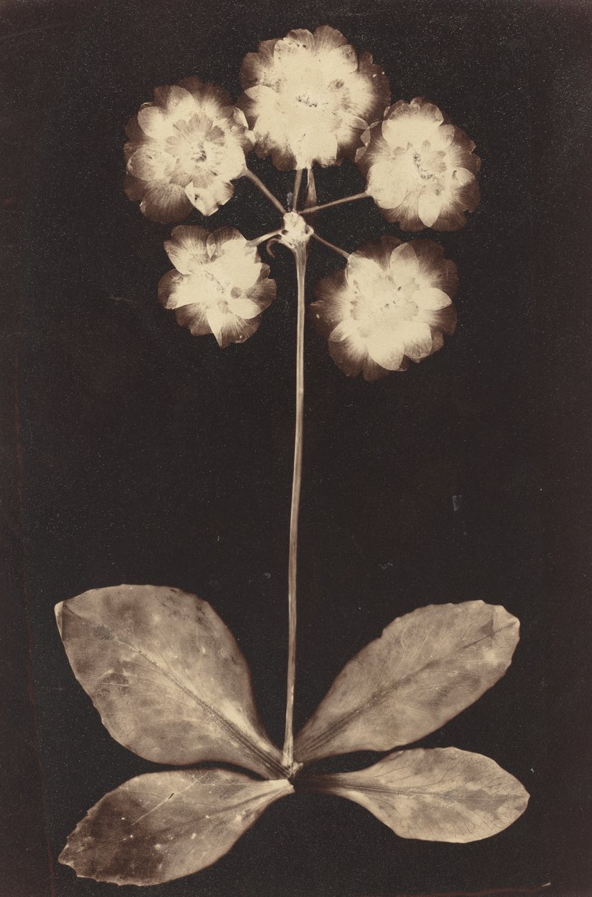 Botanisk fotogram af Unknown 19th Century