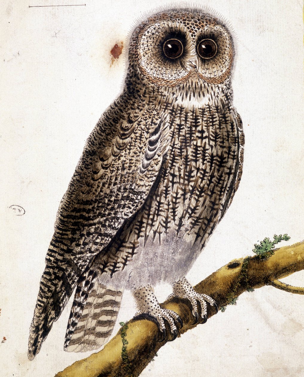 En ugle. 1800-tals gravering. af Unknown artist