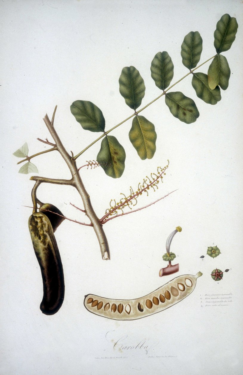 Botanisk tavle: johannesbrødgren (Carobba). af Unknown artist