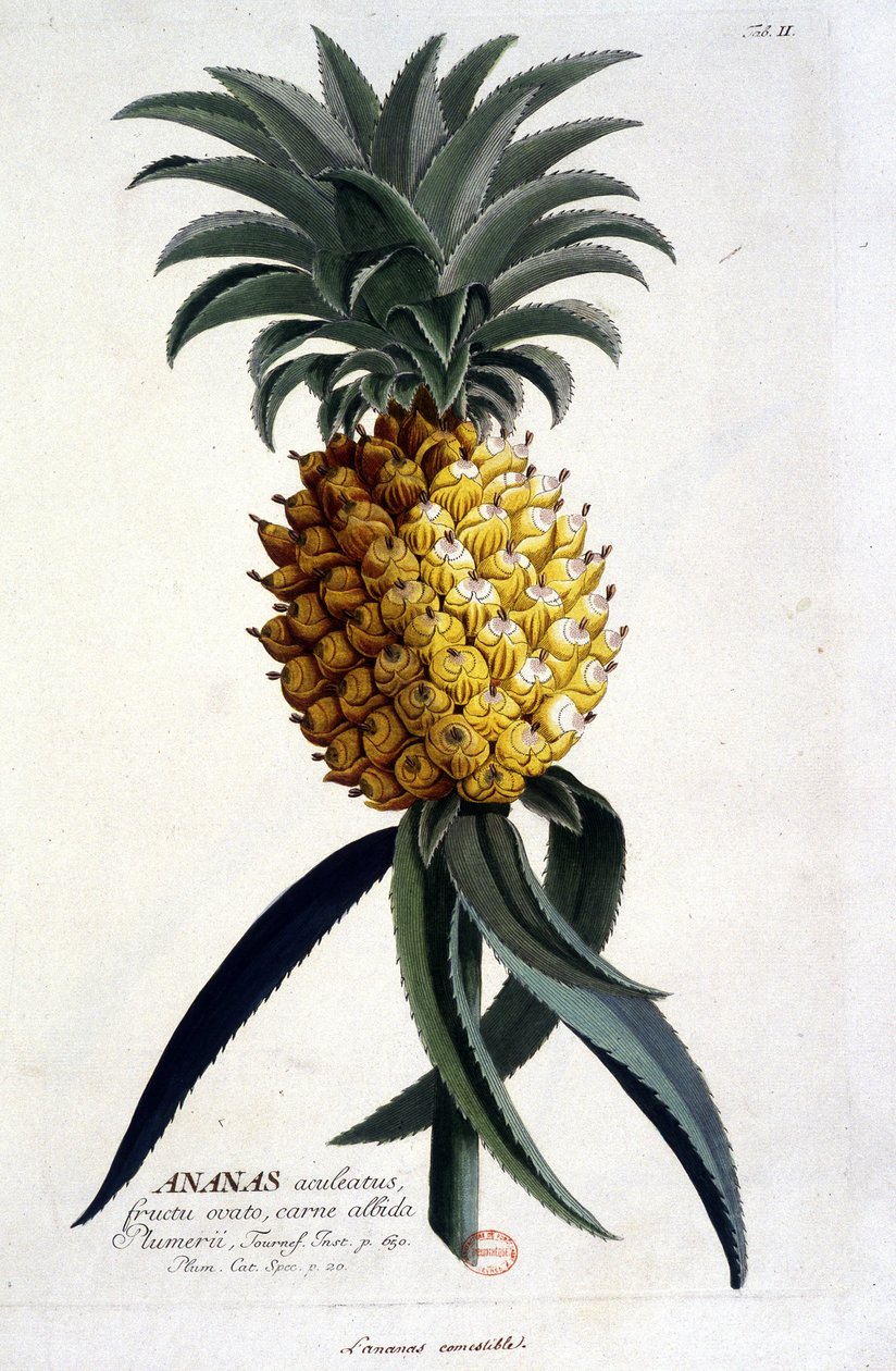 Botanisk bord: ananas. n.d. 19. århundrede. af Unknown artist