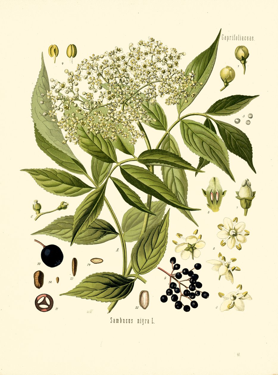 Elder Bore Tree (farve litho) af Unknown artist