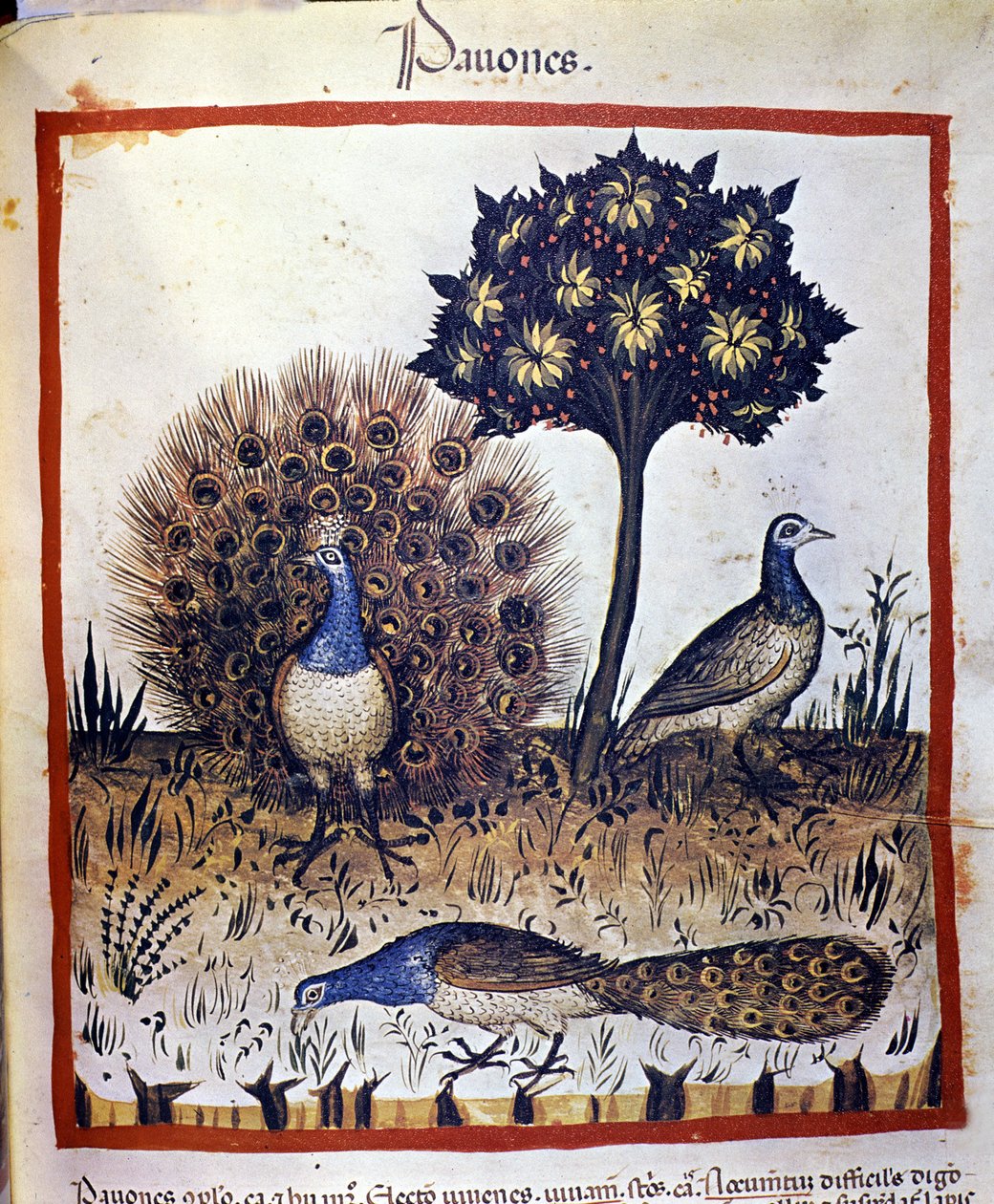 Påfugle repræsenteret i "Tacuinum Sanitatis" af Unknown artist