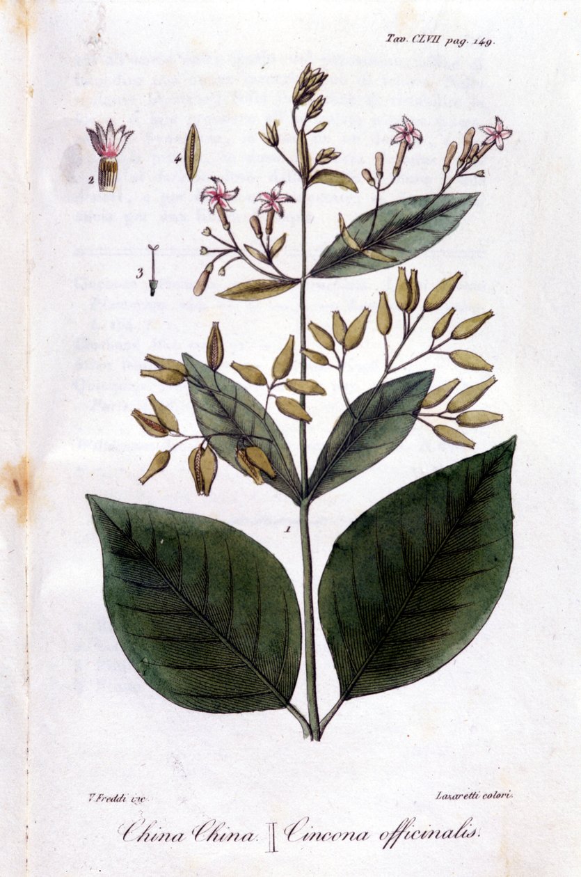 Tallerken med Quinquina (Cinchona Officinalis). af Unknown artist