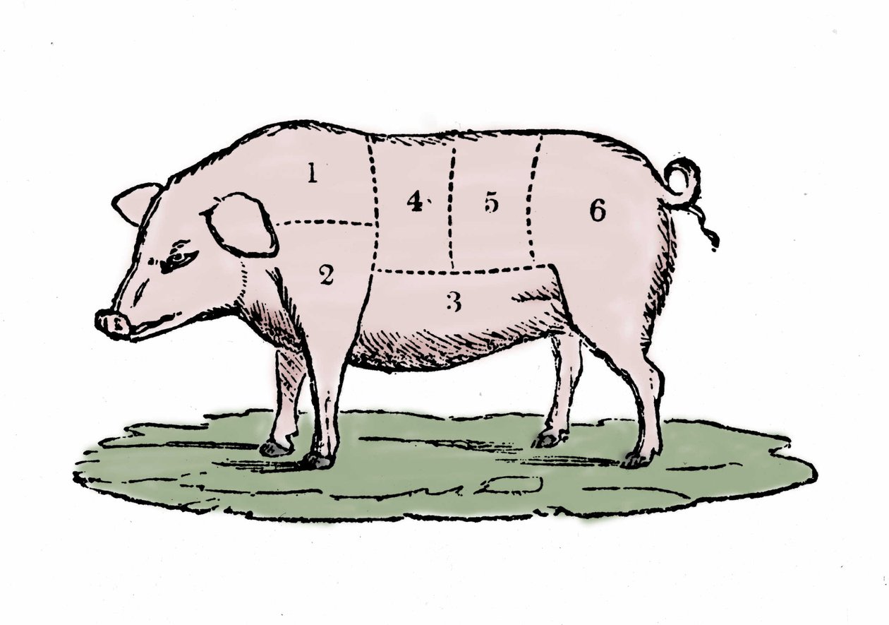 Svinekød udskæringer. af Unknown artist