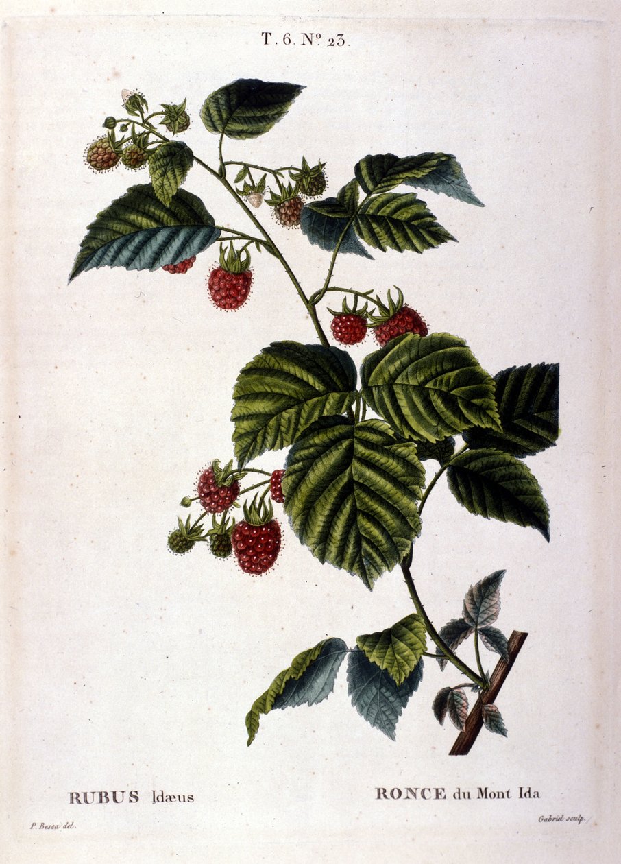 Hindbær og frugt: Botanisk bord fra det 19. århundrede. af Unknown artist