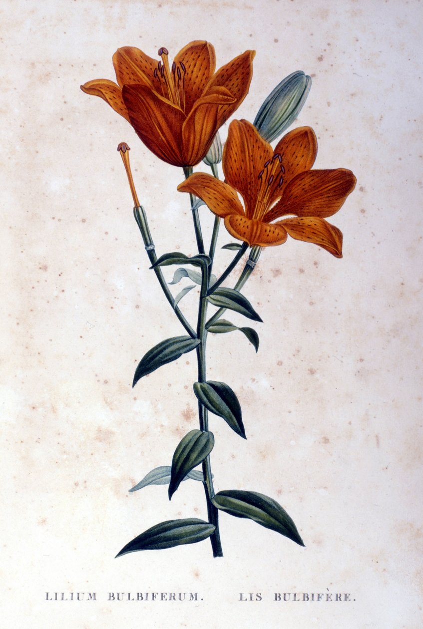 Rød løglilje. 1800-tals gravering. af Unknown artist