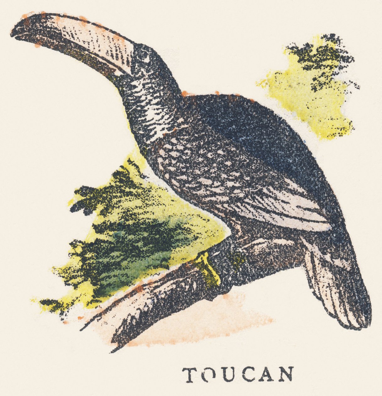 T: tukan af Unknown artist