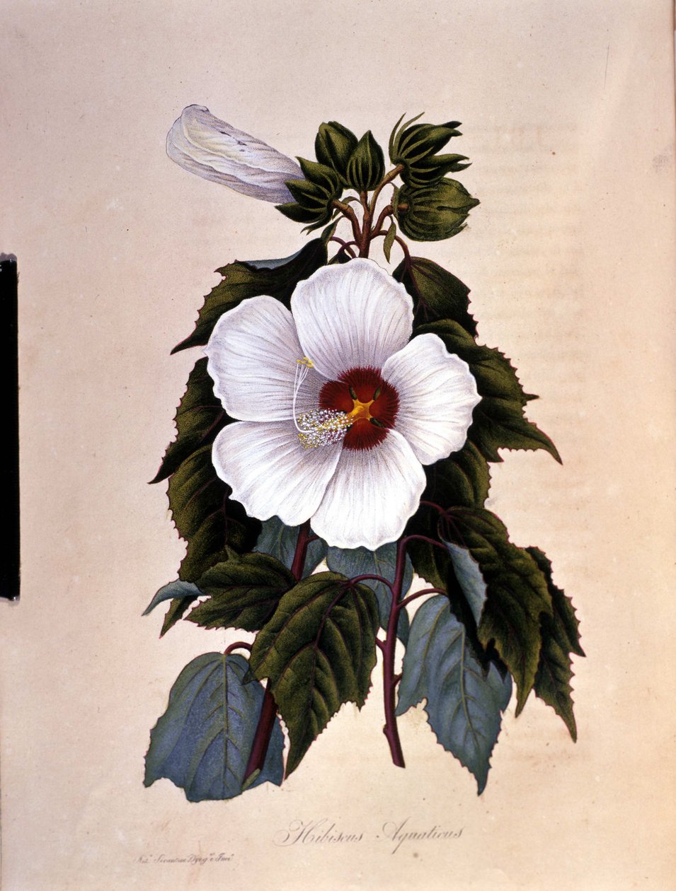 Ibiscus. Botanisk tavle. af Unknown artist