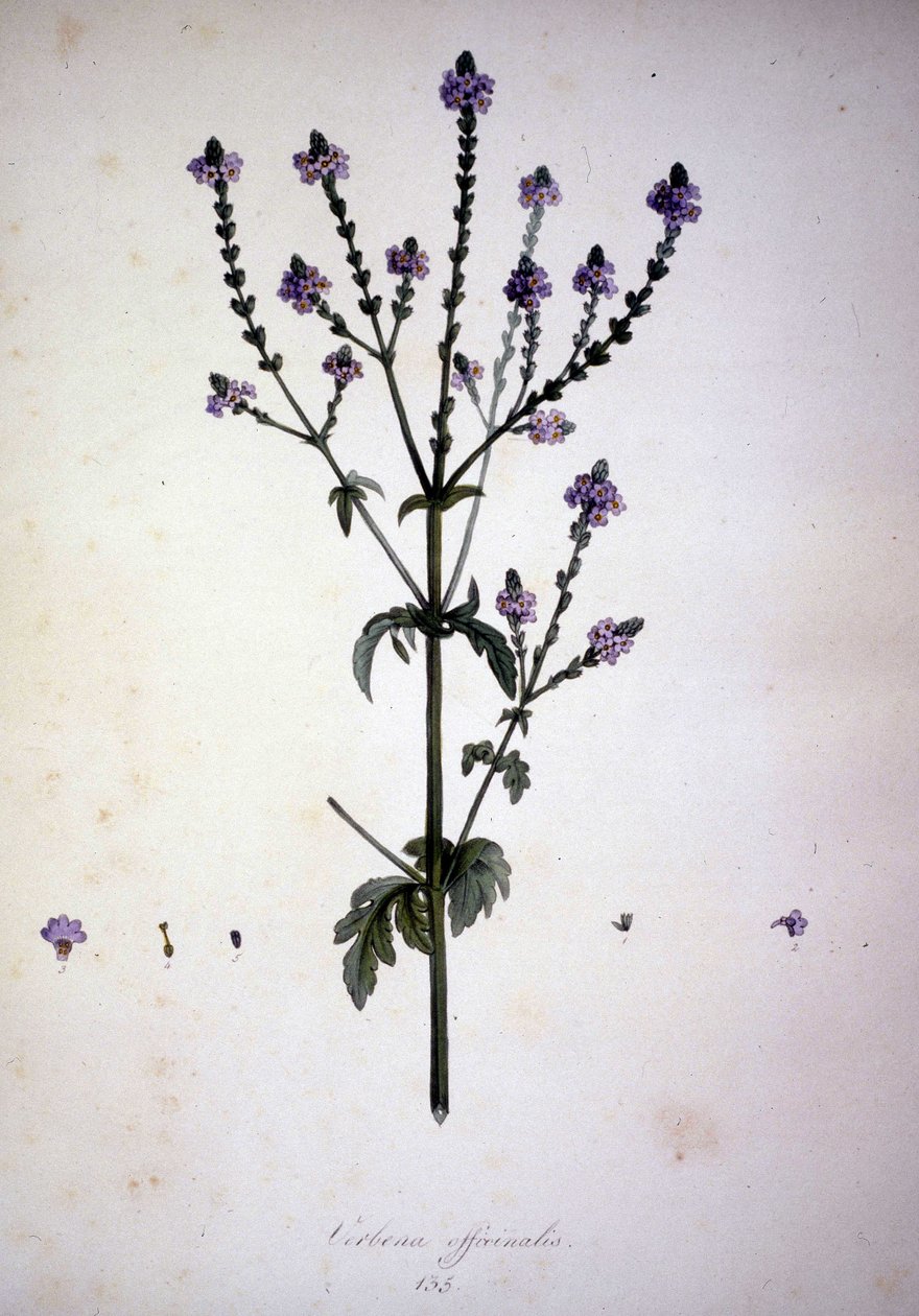 Verbena officinalis (Verbena officinale). 1800-tallets herbarium. af Unknown artist