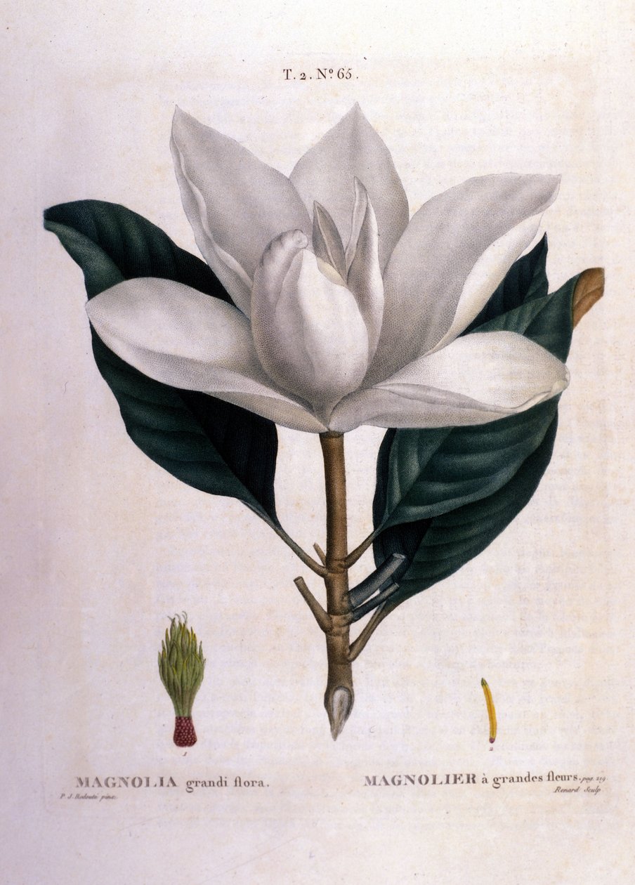 Botanisk tavle: Magnolia. af Unknown artist