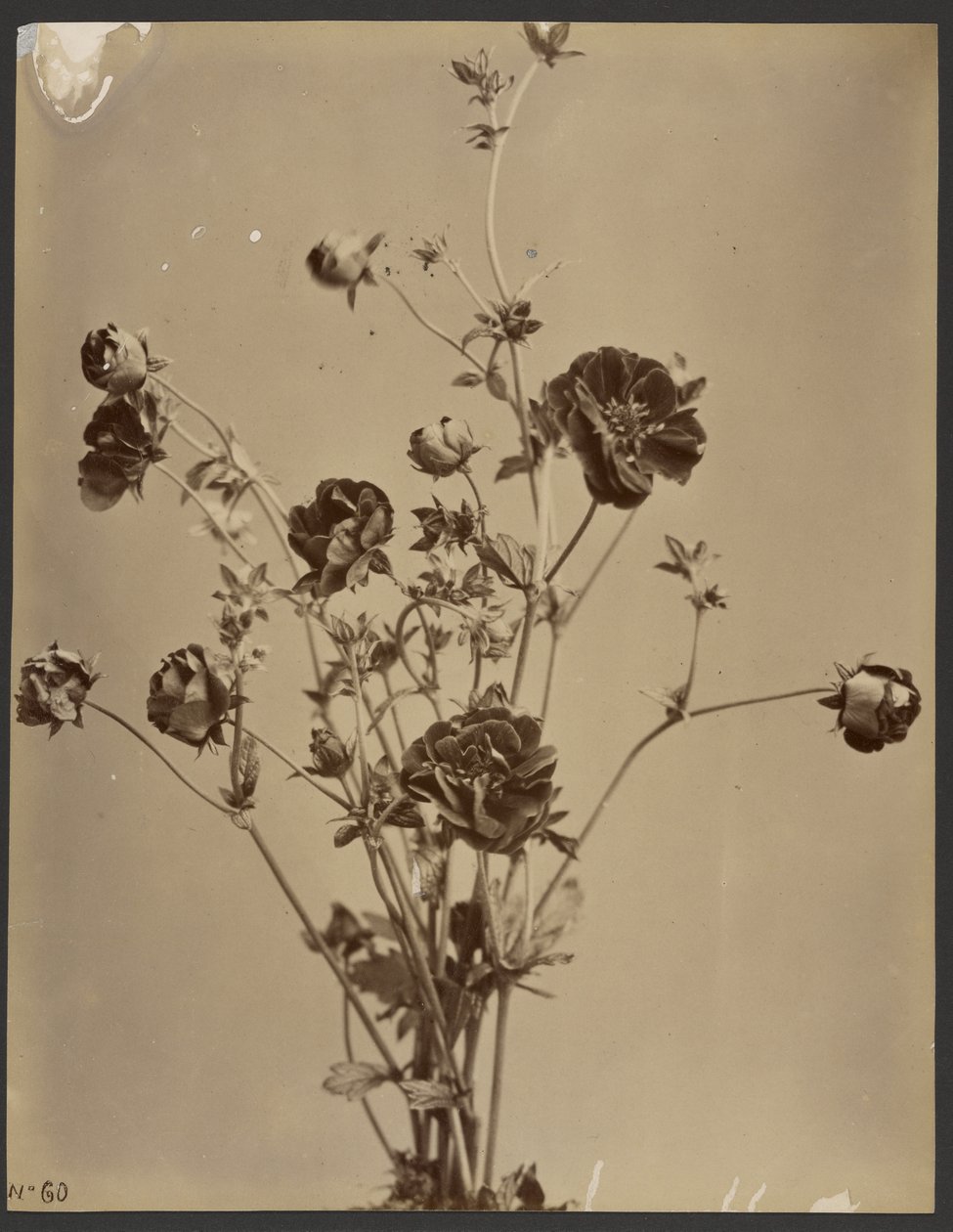 [Blomsterstudie]. af Unknown artist