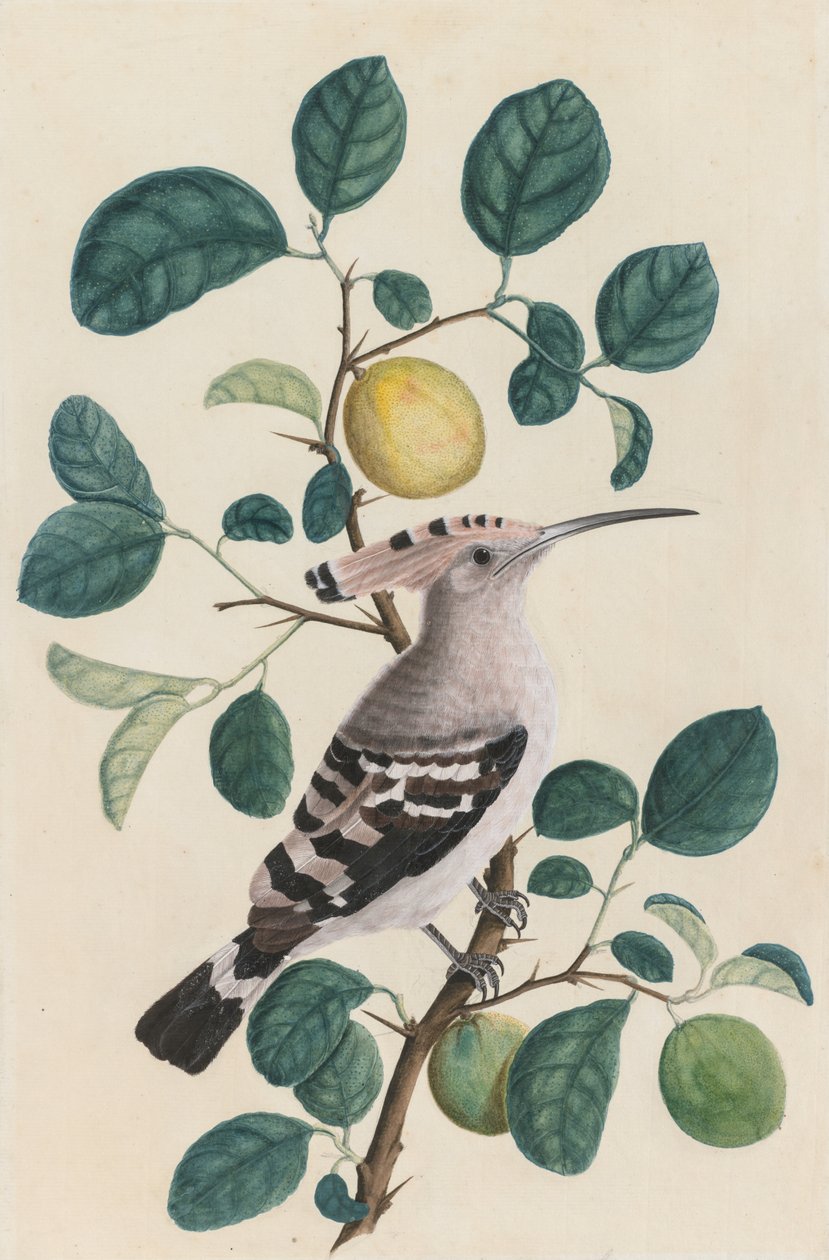Hoopoe på en citrustrægren af Unknown artist