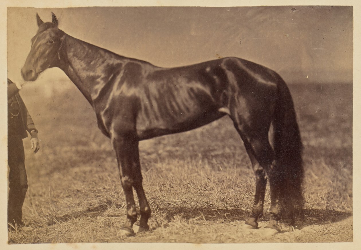 [Hest på en mark] af Unknown artist