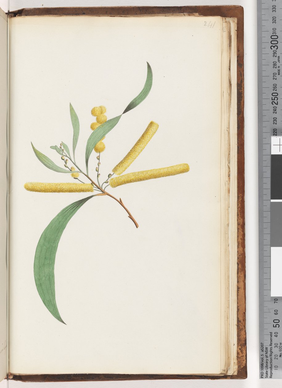 Page 241. Mimosa af Unknown