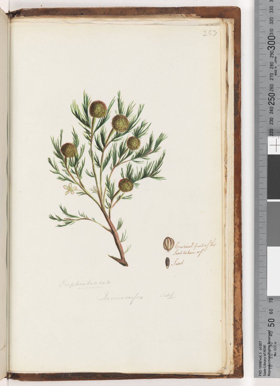 Side 253. Euphorbiaceae / Ricinocarpus  ...? Bryllupsbusk af Unknown artist