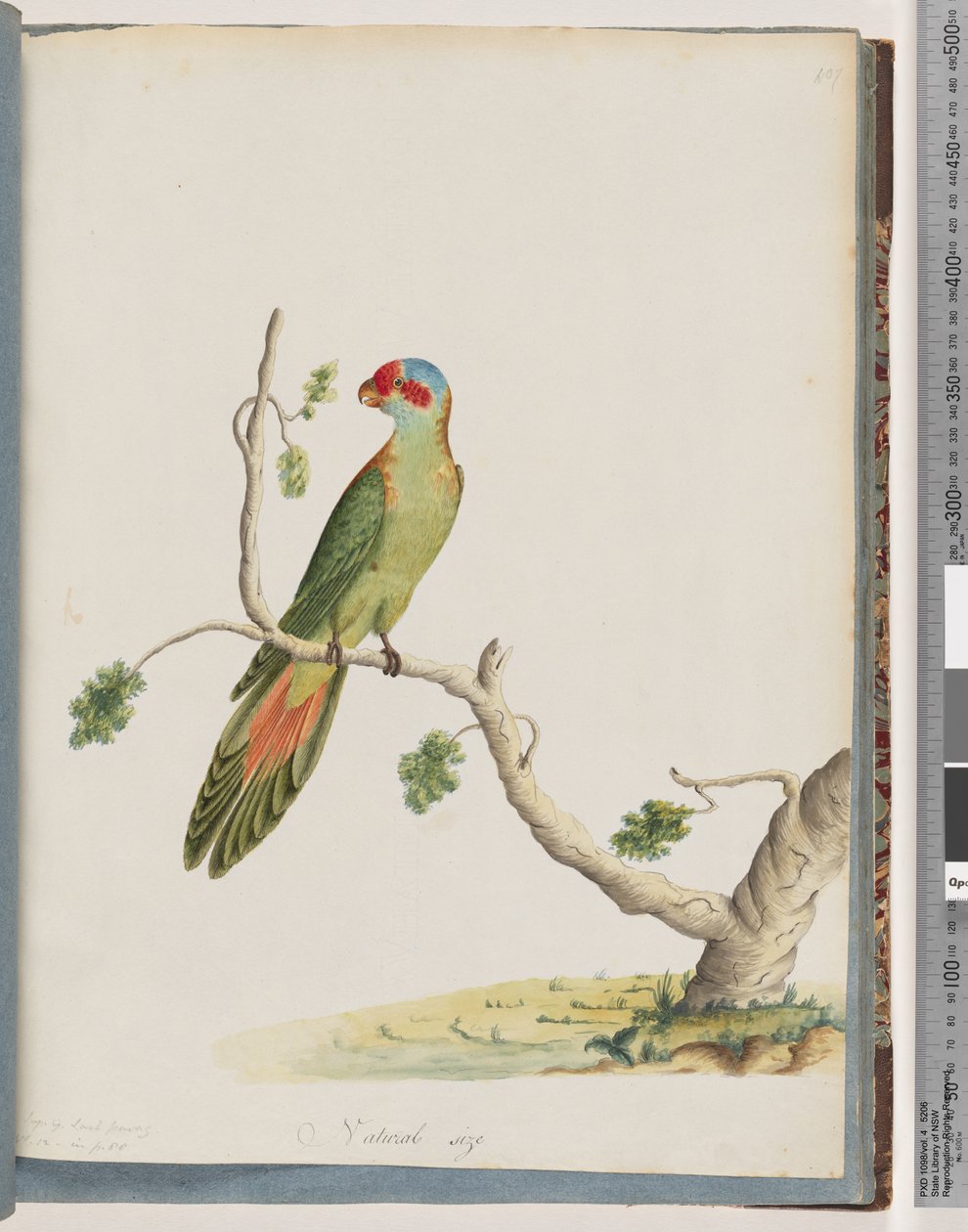 Side 41. Moskus Lorikeet af Unknown artist