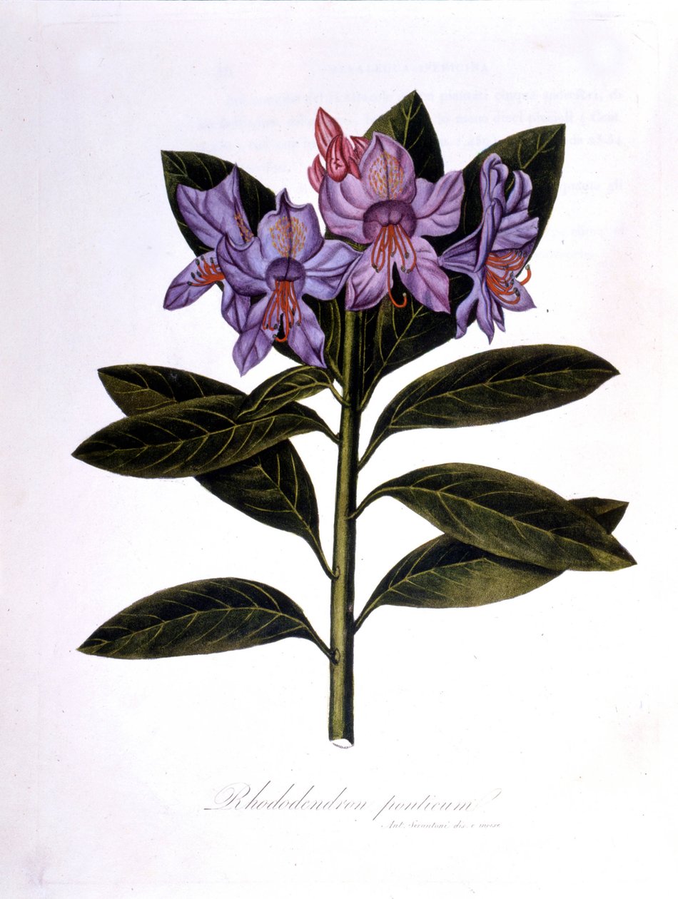 Rhododendron (Rhododendrum Pontium). af Unknown artist