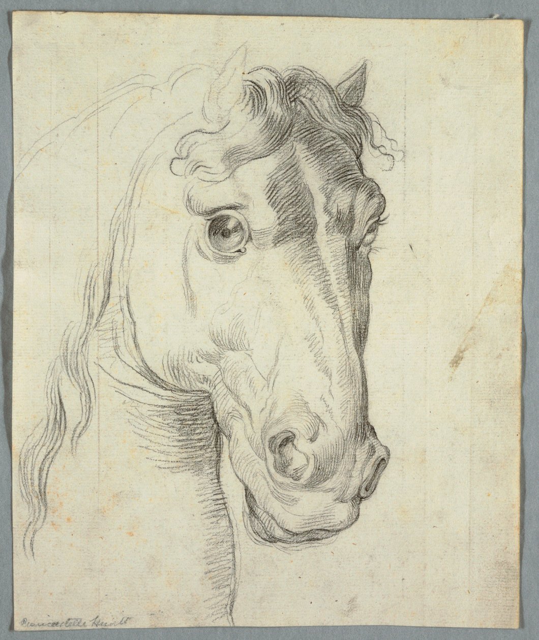 Studie af en hest af Unknown artist