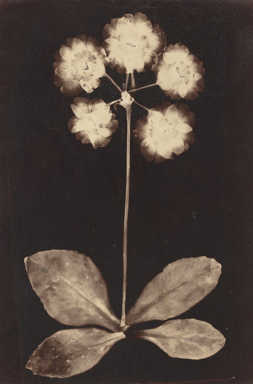Botanisk fotogram, 1860