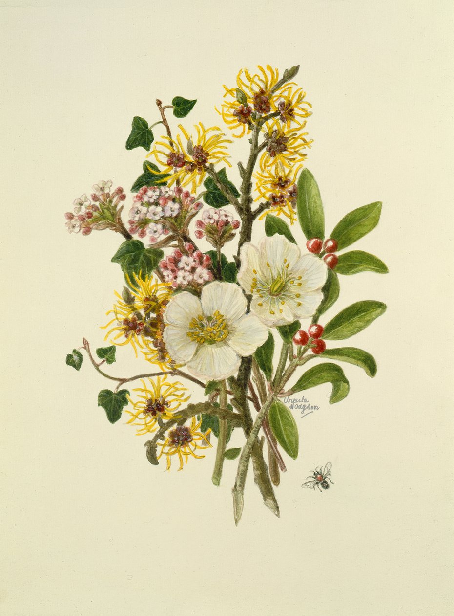 Skimmia Japonica, Hamamelis, Viburnum og Hellebore (wc på papir) af Ursula Hodgson