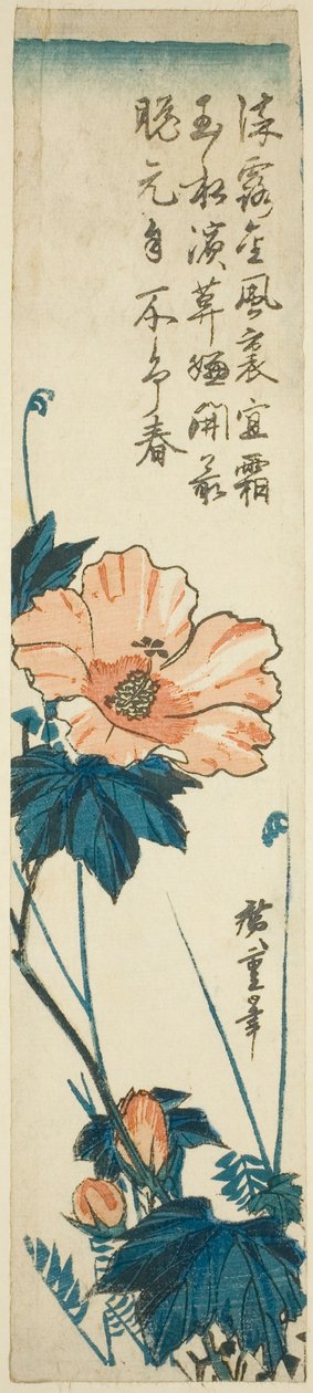Hibiscus af Utagawa Hiroshige