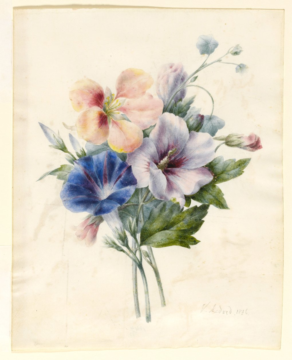 Blomster inklusive Blue Convolvulus, 1836 (wc & kropsfarve på vellum) af V. Medard