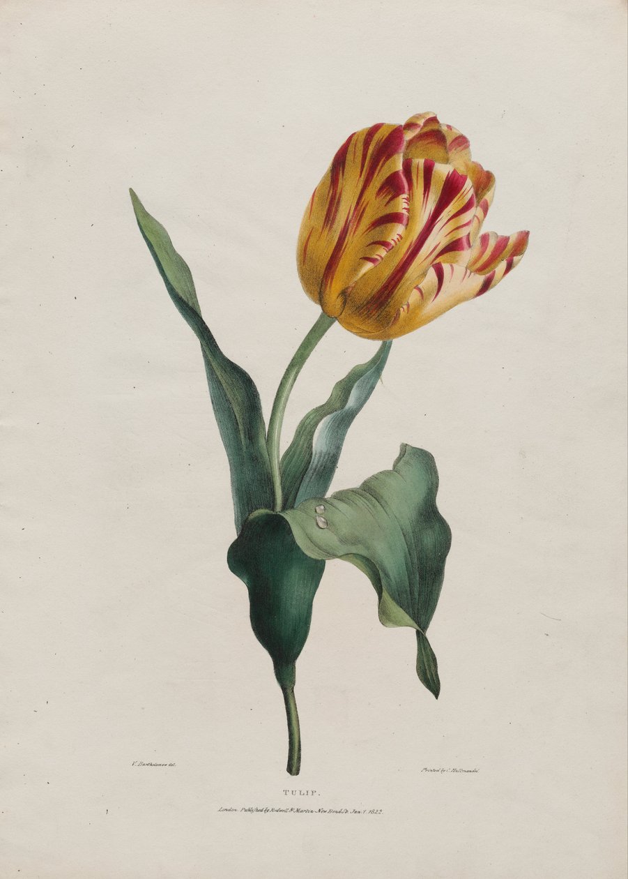 Tulipan af Valentine Bartholomew