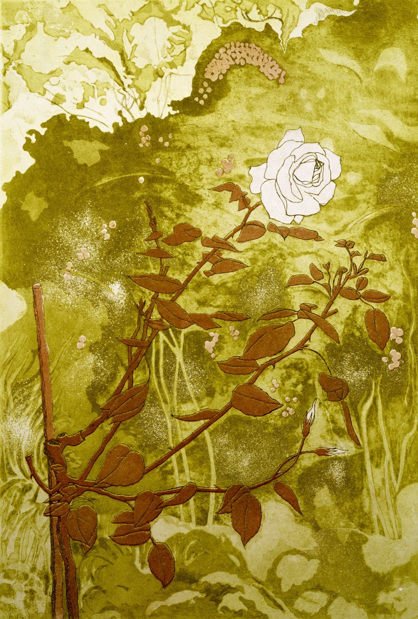 Rose (tryk) af Valerie Daniel