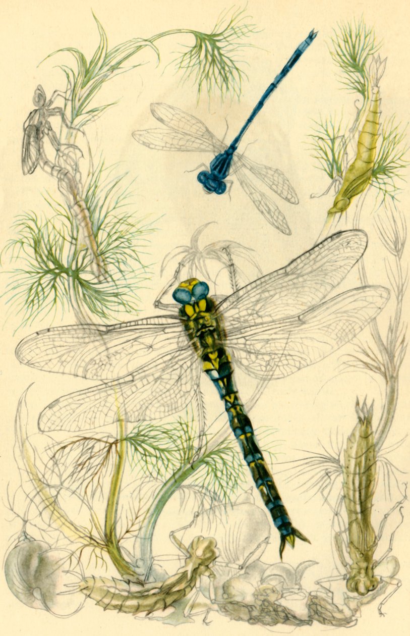 Damselflies, guldsmede og vandsnegle, c1930