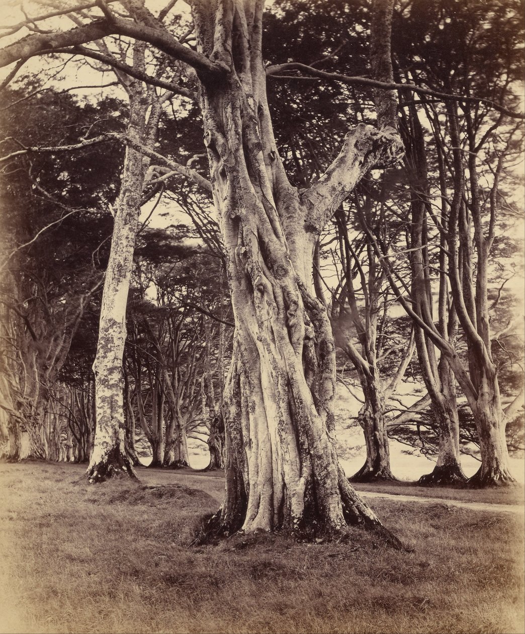 Bøgetræer, Inveraray af Vernon Heath
