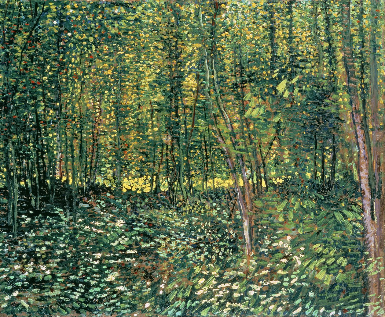 Træer og undervegetation, 1887 af Vincent van Gogh