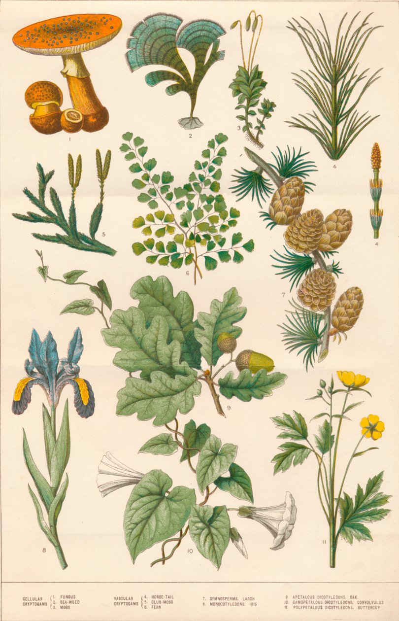 Botanisk illustration, c1880